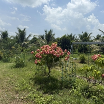 ĐẦU TƯ DỰ ÁN NÔNG TRẠI - GIA VY -TÂY NINH